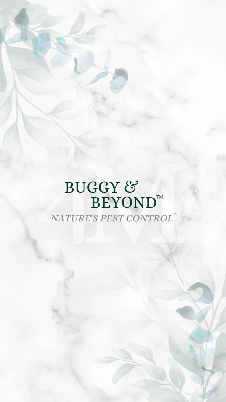 Elevate your life with Buggy & Beyond