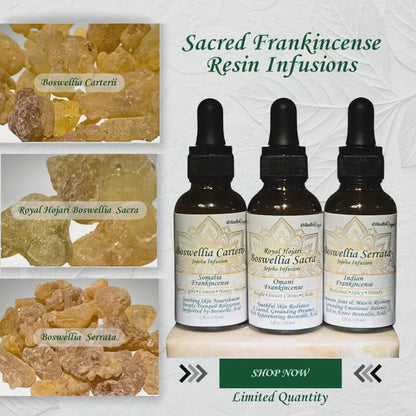 Sacred Frankincense Resin Infusion - 1oz